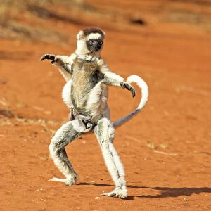Verreaux's Sifaka. In karate pose, with young Berenty, Madagascar