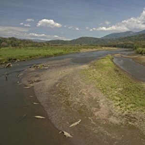 View of the Tarcolis river, with Carara National Park beyond, and American crocodiles on the banks. Costa Ria
