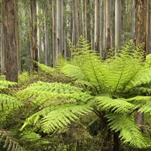 Wet Sclerophyll Forest - magnificent forest consisting of mainly Mountain Ash trees and impressive tree ferns as understory - Yarra Ranges National Park, Victoria, Australia