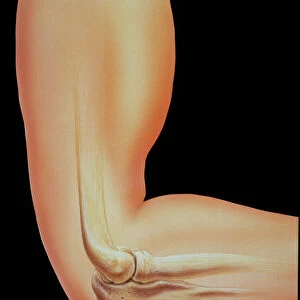 Artwork of the bones in human elbow joint