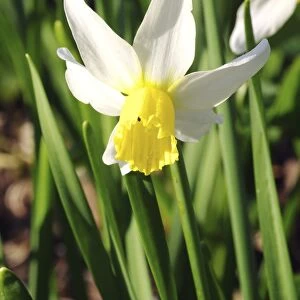 Daffodils (Narcissus Pipit )