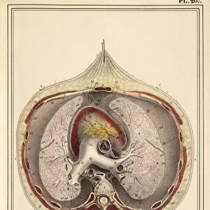 Heart-lung anatomy, 1825 artwork