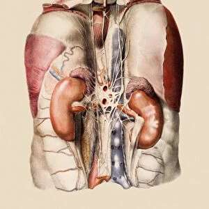 Kidneys, nerves and blood vessels