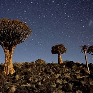 Quiver tree forest at night showing stars C018 / 9294