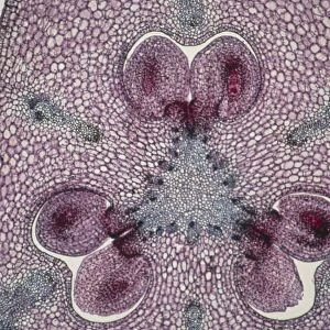 Section through a lily ovary with ovules
