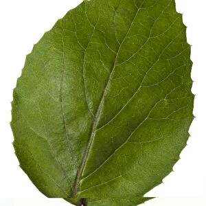 Viburnum carlesii leaf C014 / 0705
