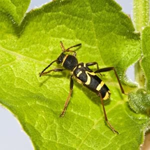 Wasp beetle on a leaf C016 / 4712