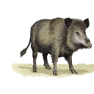 Wild boar, artwork C016 / 3285