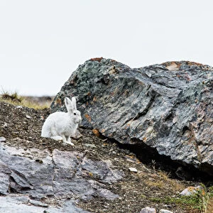 Adult Arctic hare (Lepus arcticus), Blomsterbugten (Flower Bay), Kong Oscar Fjord, Northeast Greenland, Polar Regions