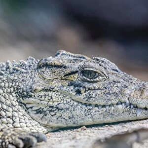 Captive Cuban crocodile (Crocodylus rhombifer), a small species of crocodile endemic to Cuba