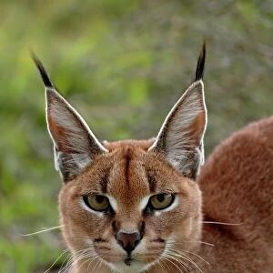 Cats (Wild) Collection: Caracal