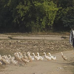 Duck farmer crossing road with ducks near Wan Sai Village (Aku tribe), Kengtung