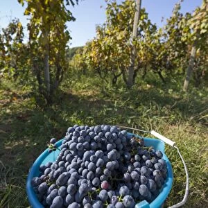 Grape crop harvest and vineyard, Lumbarda, Korcula, Dubrovnik-Neretva County, Dalmatia