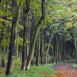 Leaf-covered path through beech woodland in autumn, Alnwick, Northumberland