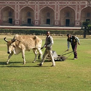 Mowing the grass in front of Humayuns tomb