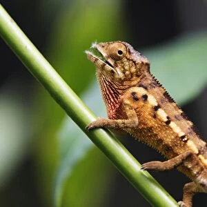 Panther chameleon (Furcifer pardalis), Ivoloina Zoological Park, Tamatave, Madagascar