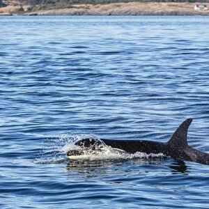 Resident killer whale, Orcinus orca, Cattle Pass, San Juan Island, Washington, United States of America, North America