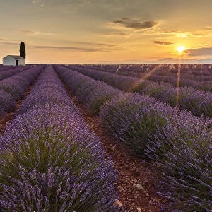 Rural house with tree in a lavender crop at dawn, Plateau de Valensole, Alpes-de-Haute-Provence