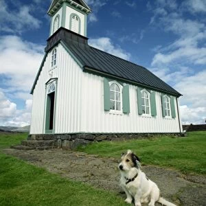 Small dog in front of one of Icelands best known churches