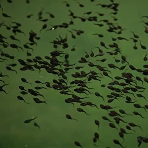 Tadpoles in pond in Zhangjiajie Forest Park, Wulingyuan Scenic Area, Hunan, China, Asia