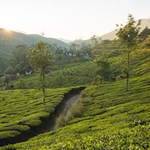 Tea Plantations near Munnar, Kerala, India, South Asia
