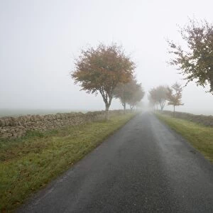 Empty tree lined road in fog, Yanworth, Gloucestershire, England, United Kingdom, Europe