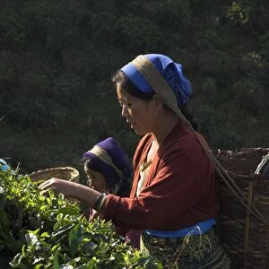 Women plucking tea at Singtom tea garden