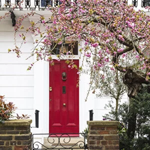 Cherry tree blooming next to the house with the red door in Kensington, London, England