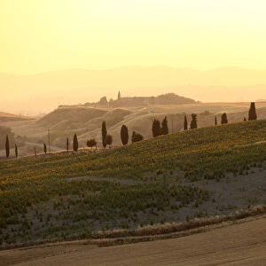 Europe; Italy; Tuscany; Val d Orcia, landscape with road lined with cypress trees