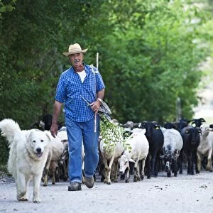 Italy, Umbria, Campi. A shepherd bringing his flock down from the hills