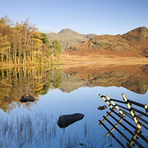 Langdale Pikes reflected in a mirror like Blea Tarn in the early morning, Lake District