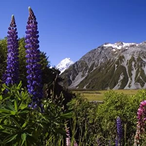 New Zealand, South Island, Mackenzie Country