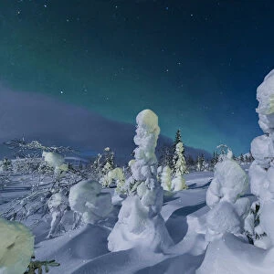 Northern lights on frozen dwarf shrubs, Pallas-Yllastunturi National Park, Muonio