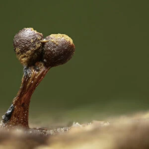 Slime mould (Metatrichia floriformis) sporangia, New Forest National Park, Hampshire