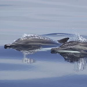 Two heads of surfacing common dolphins (Delphinus capensis) Gulf of California. (RR)