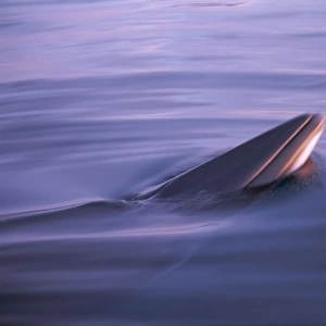 Minke whale (Balaenoptera acutorostrata) spy hopping in low light at sunset with rosturm visible. Husavik, Iceland