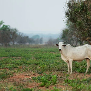 A cow is seen in Santa Teresita, Charagua