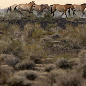 A herd of endangered Przewalski horses gallop across the Takhin Us National Park