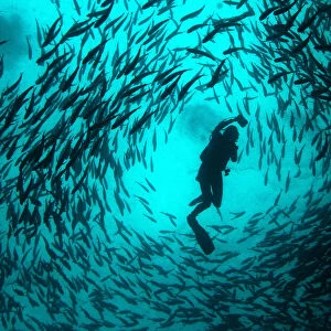 A scuba diver swims in the midle of a school of Jet fish at a diving site near the