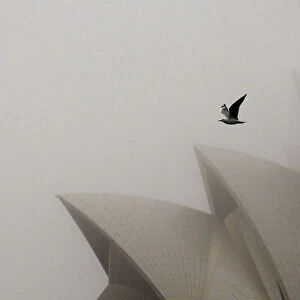 A seagull flies past the Sydney Opera House covered in heavy fog in central Sydney