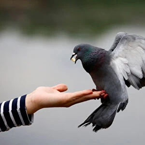 Woman feeds a pigeon in a park in Minsk