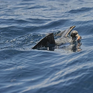Flesh Footed Shearwater
