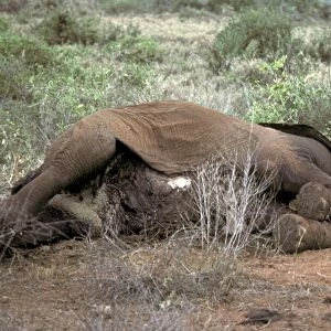 African Elephant (Loxodonta africana) dead adult, killed by poachers, Tsavo, Kenya, september 1980