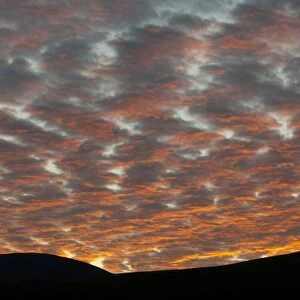 Altocumulus mackerel sky at sunset, Howgill Fells, Cumbria, England april