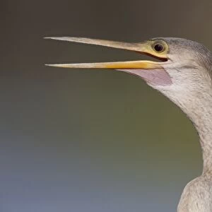 Anhinga (Anhinga anhinga) adult female, with beak open, close-up of head and neck, Pantanal, Mato Grosso, Brazil