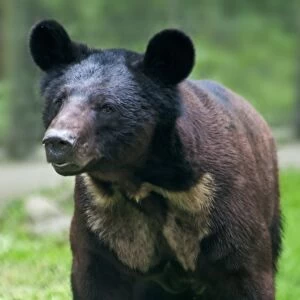 Asiatic Black Bear (Ursus thibetanus) x Brown Bear (Ursus arctos) hybrid, cub, standing, Animals Asia Rescue Centre