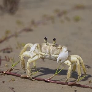 Atlantic Ghost Crab (Ocypode quadrata) adult, standing on beach, Ilha do Mel, Parana, Brazil