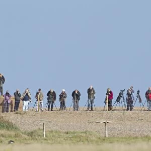 Birdwatching, twitchers with binoculars and telescopes, standing on shingle beach, Cley-next-the-sea, Norfolk, England