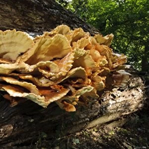 Chicken-of-the-woods (Laetiporus sulphureus) fruiting bodies, extremely large specimen growing on fallen log