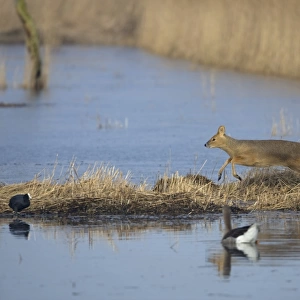 Chinese Water Deer (Hydropotes inermis) introduced species, adult female, running at edge of water, Norfolk, England, march